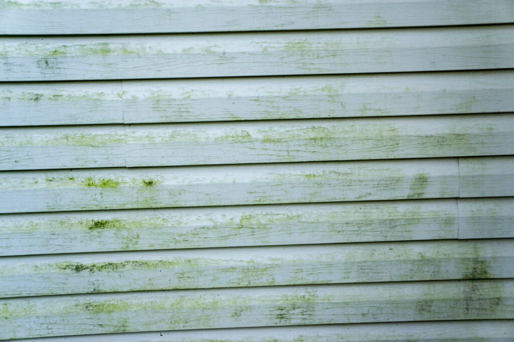 When to replace your siding in Greenville, SC: when it's moldy